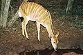Nyala