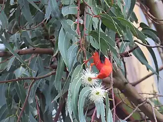 Feeding on Angophora