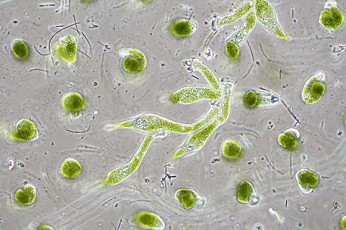 Chlorella vulgaris, a common green microalgae, in endosymbiosis with a ciliate[380]