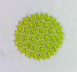 Colony of Pediastrum algae