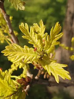 Q. robur, new leaves and pistillate flowers