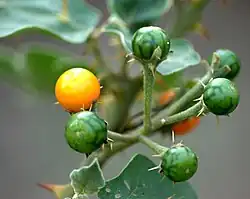 Unripe (green) and ripe (yellow)