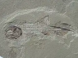 Phanerosteon was a Bony fish belonging to the extinct order Palaeonisciformes.