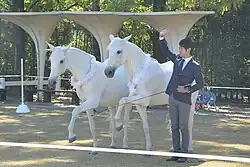 Japanese horses trained in freedom