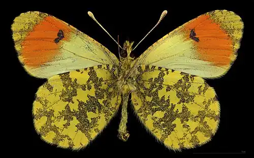 Anthocharis damone ♂ △