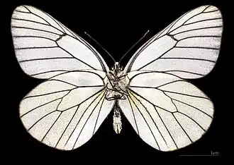 Aporia crataegi ♂ △