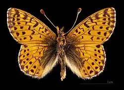 Boloria pales palustris