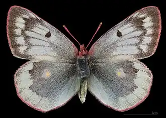 Colias phicomone ♀