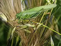 Male Tettigonia viridissima