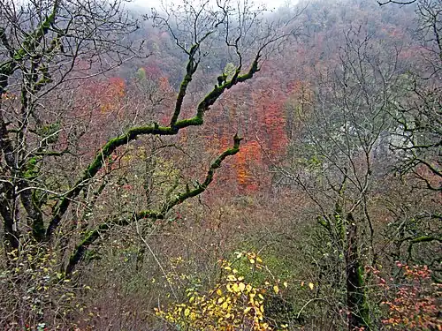 Nature on the road to the Shkhmurad Monastery