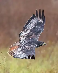 Augur buzzard in flight with top feathers view, Ngorongoro Conservation Area