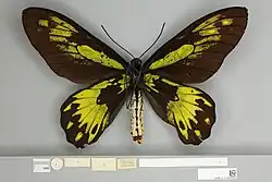 Ornithoptera victoriae regis f.ponceleti, Holotype gynandromorph ventral view