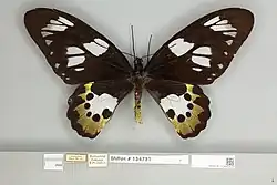 Ornithoptera meridionalis female, dorsal view