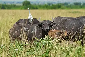 The natural association of cattle egrets is with large mammals: with African buffalo in Uganda.