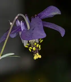 Aquilegia parviflora flower