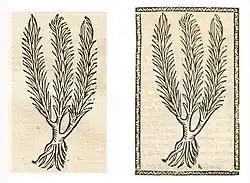 Adonis vernalis. Left: Hortus Sanitatis (BSB), Straßburg 1497 (I, 165). Right: Kleines Destillierbuch (Blatt 121v)