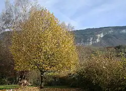 A 15-year-old lime-tree, Haute-Savoie, France
