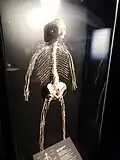 display of the nervous system