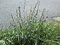 Chicory (Cichorium intybus) blooming on a road verge in Bischmisheim, Saarbrücken, Germany