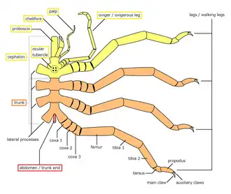 Generalized morphology of a pantopod pycnogonid