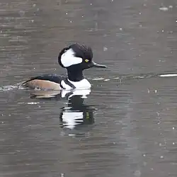 Hooded merganser in West Pond