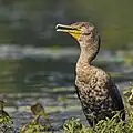 Juvenile in the midst of throat-fluttering