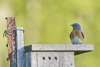 Eastern Bluebird on a nest box