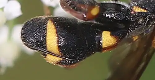 ♀ – Drill valves on the abdomen