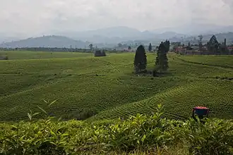 A terraced tea plantation along the Nyanzale-Kitchanga axis