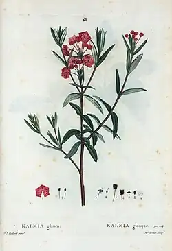Kalmia glauca, by Pierre-Joseph Redouté (1759–1840)