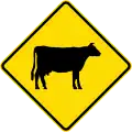 (MR-WDO-16) Cows (used in Western Australia)