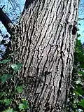 Bark