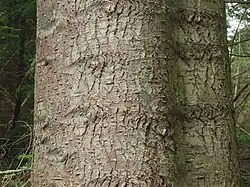 bark