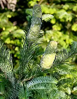 Upper crown foliage with assurgent needles, with immature cones with included bracts. Late March, Hostotipac, Jalisco.
