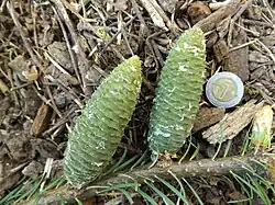 Immature cones with exserted bracts. Late February, Mascota, Jalisco.