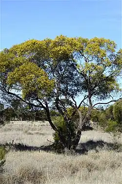 A small tree growing in grassland, with multiple trunks and many small yellow flowers