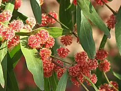 Scarlet Blaze (Acacia leprosa)