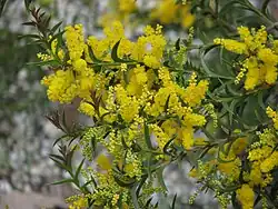 Acacia triptera