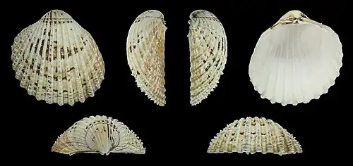 Acanthocardia echinata Left valve