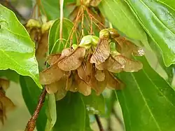 Samaras of Acer buergerianum are achenes with large wing-like structures.