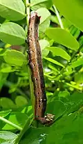 Caterpillar on Phyllanthus marianus, lateral view