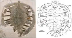 NKMB Watt15/1, Achelonia formosa, late Kimmeridgian of Wattendorf, Germany.