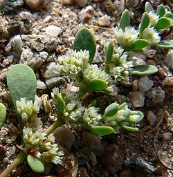The stem of a very small plant lying on sand and gravel, with succulent leaves and white axillary flowers