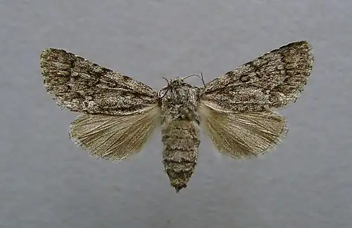 Mounted female