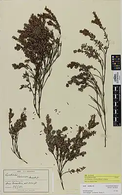 Type specimen from the Auckland War Memorial Museum herbarium