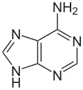Chemical structure of adenine
