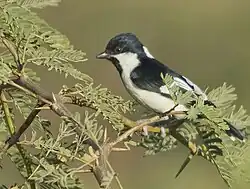White-naped tit foraging on Prosopis juliflora at Kutch