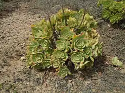 Aeonium lancerottense