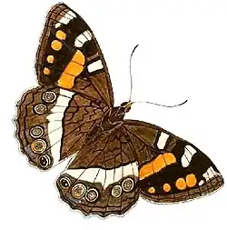 Disa uniflora is entirely dependent on the mountain pride butterfly, Aeropetes tulbaghia, for its pollination[1]