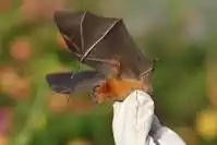 Brown bat
